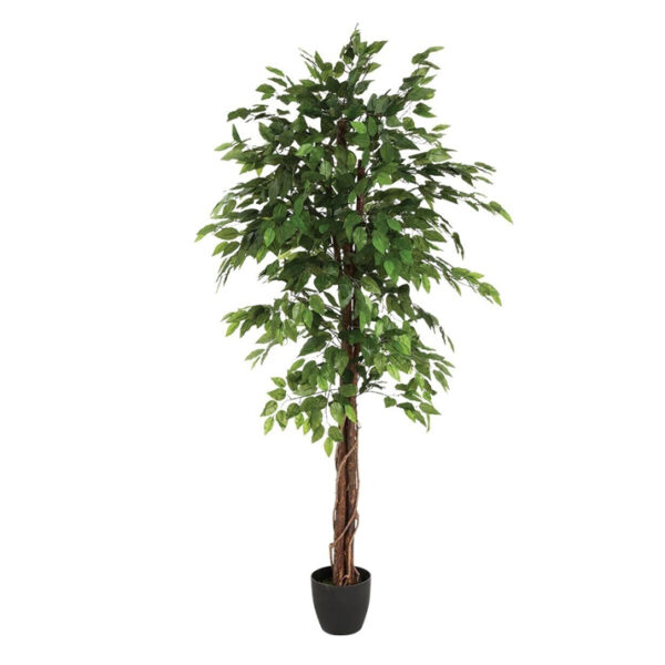 FICUS LADDER TREE