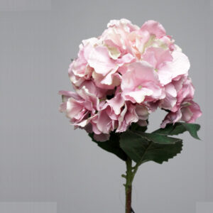 HYDRANGEA TREE FUCHIA SOIL