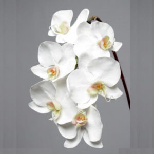 PHALAENOPSIS