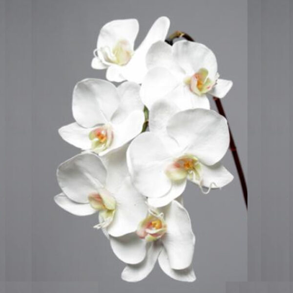 PHALAENOPSIS