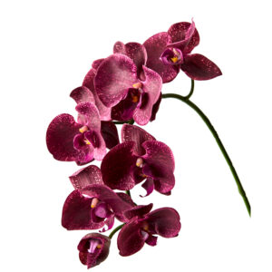 VANDA ORCHID BURGUNDI