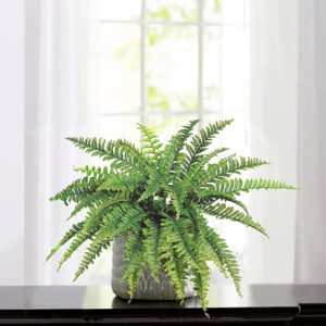 FERN IN SOIL