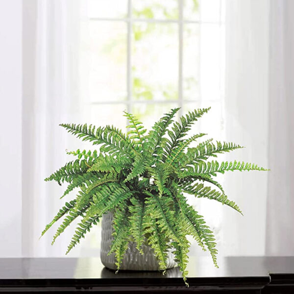 FERN IN SOIL