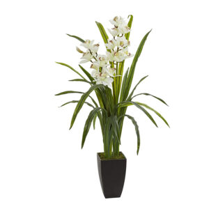 CYMBIDIUM SOILED WHITE