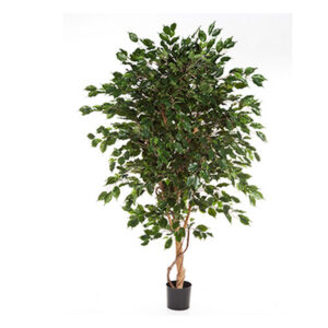 FICUS TREE