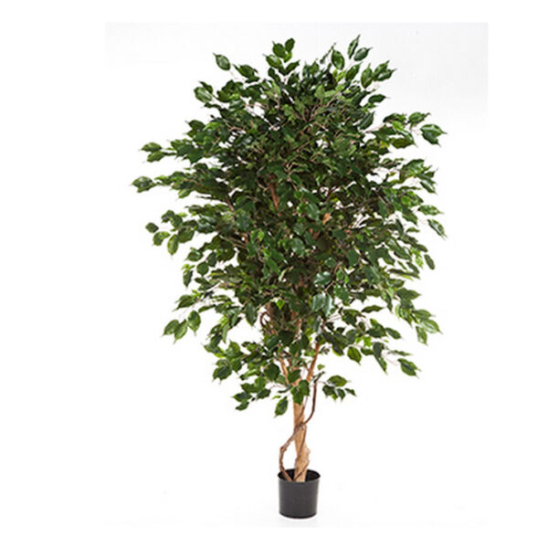 FICUS TREE