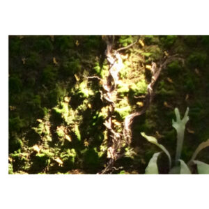 MIX MOSS WALL DECOR