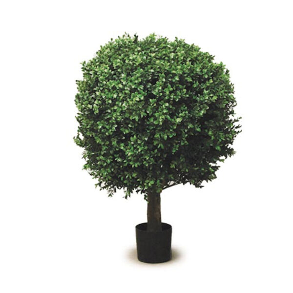 BOXWOOD BALL TREE