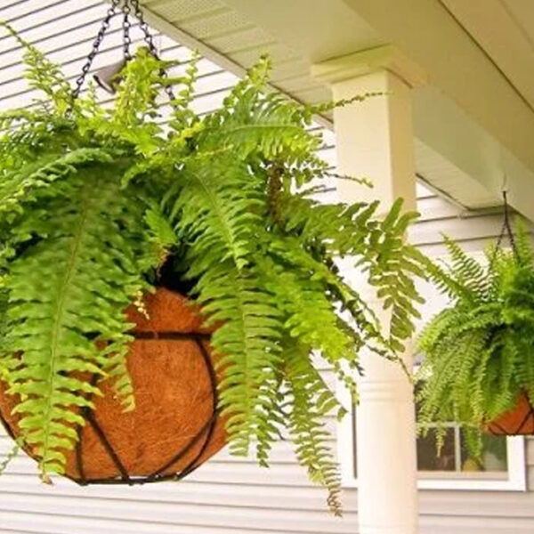 FERN HANGING BASKET