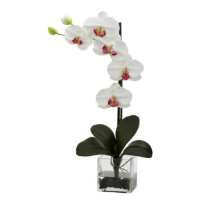 PHALAENOPSIS IN WATER