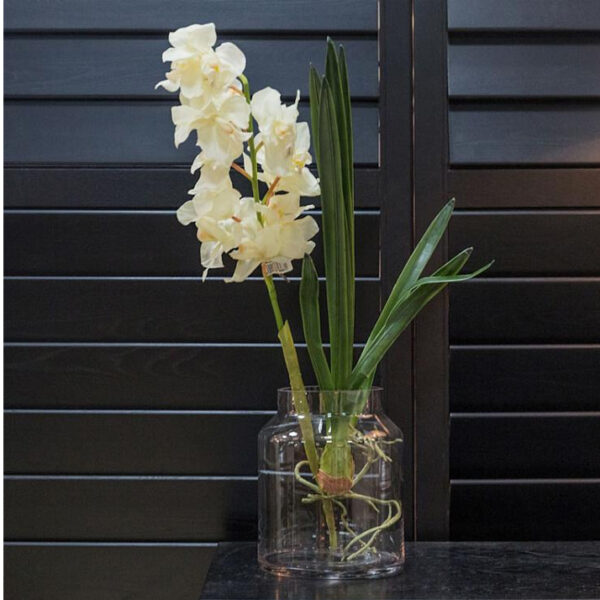 CYMBIDIUM POTTED LGBR